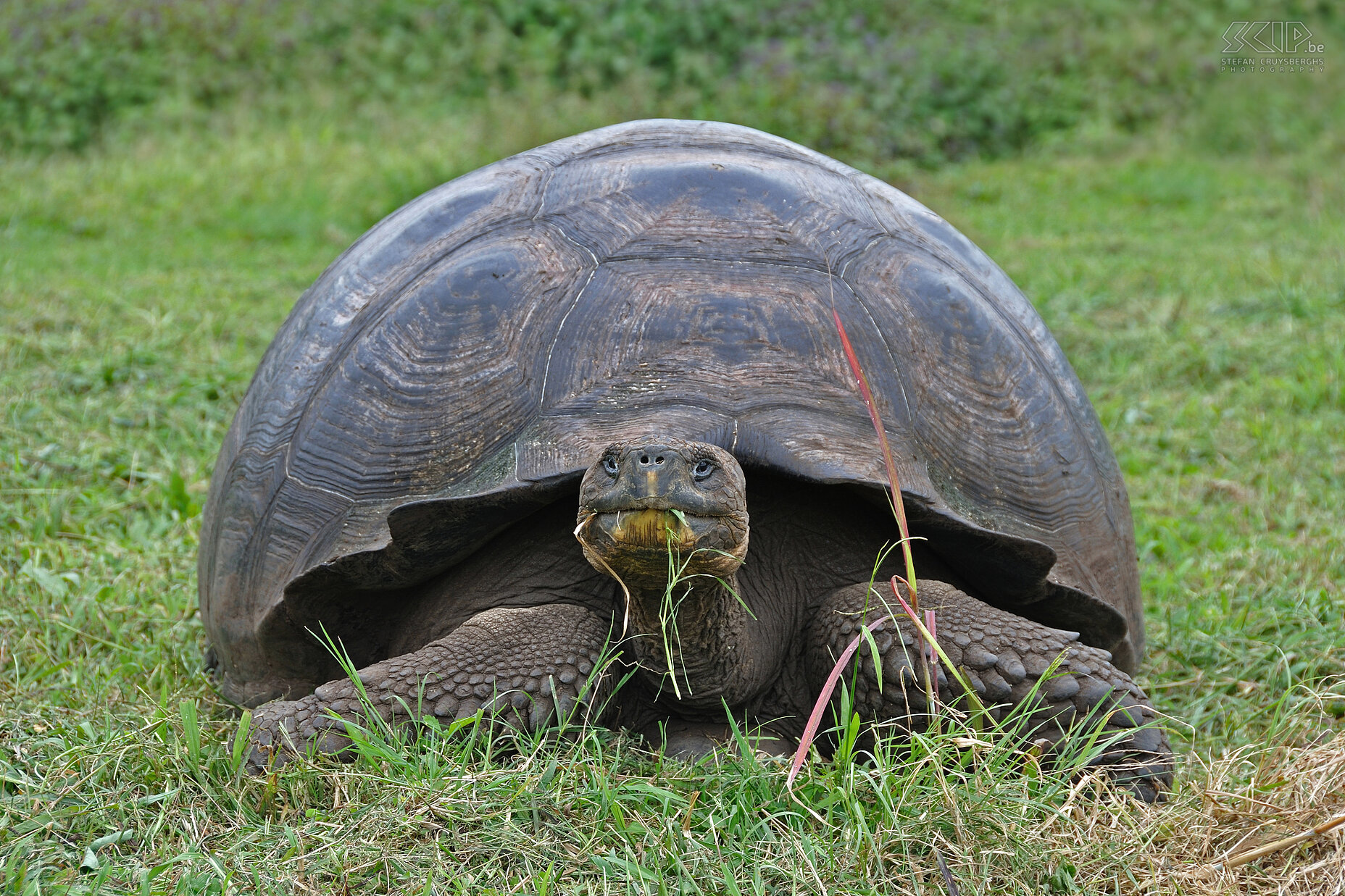 Galapagos - Santa Cruz - Tortoise In the highlands of Santa Cruz a lot of big land tortoises still live in the wild. Stefan Cruysberghs